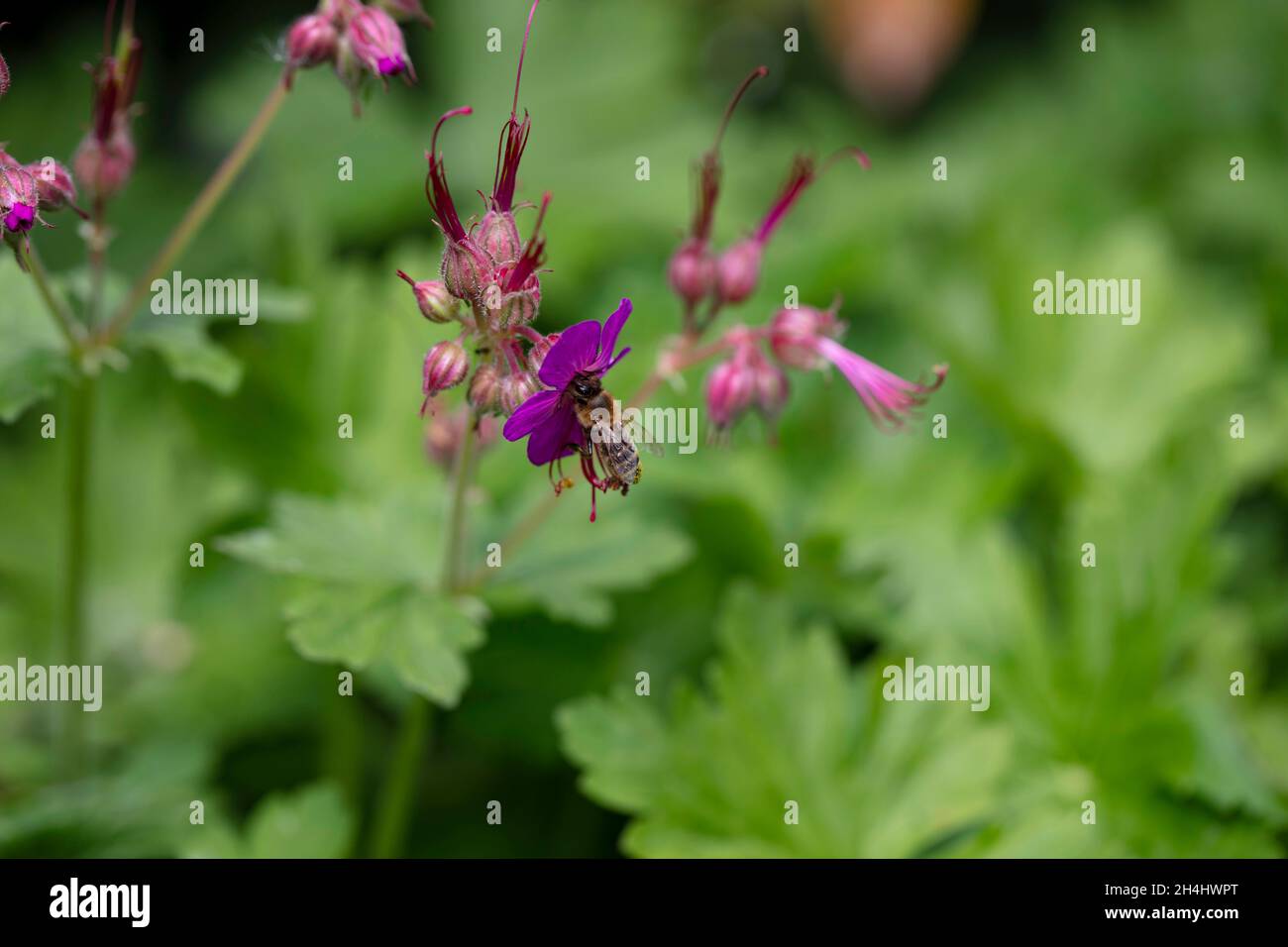 Biene auf einer Blüte des Storchschnabels, botanisch: Geranium macrorchizum cv., in einem Garten in NRW, Deutschland. Foto Stock