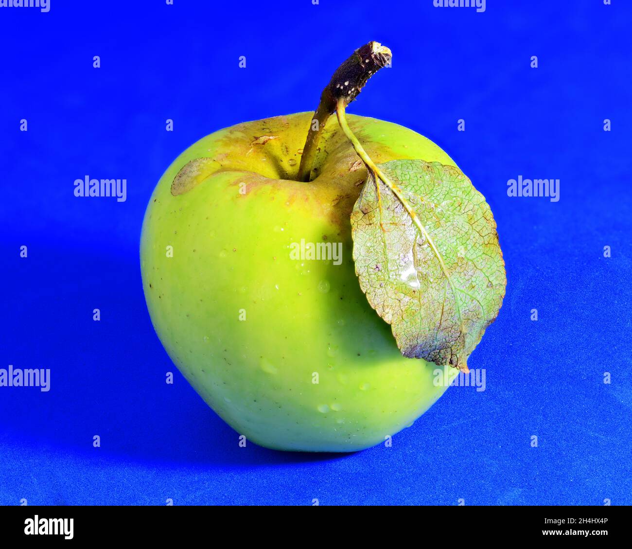 Singolo frutto mature giallo verde con un'unica foglia sul gambo su sfondo blu Foto Stock