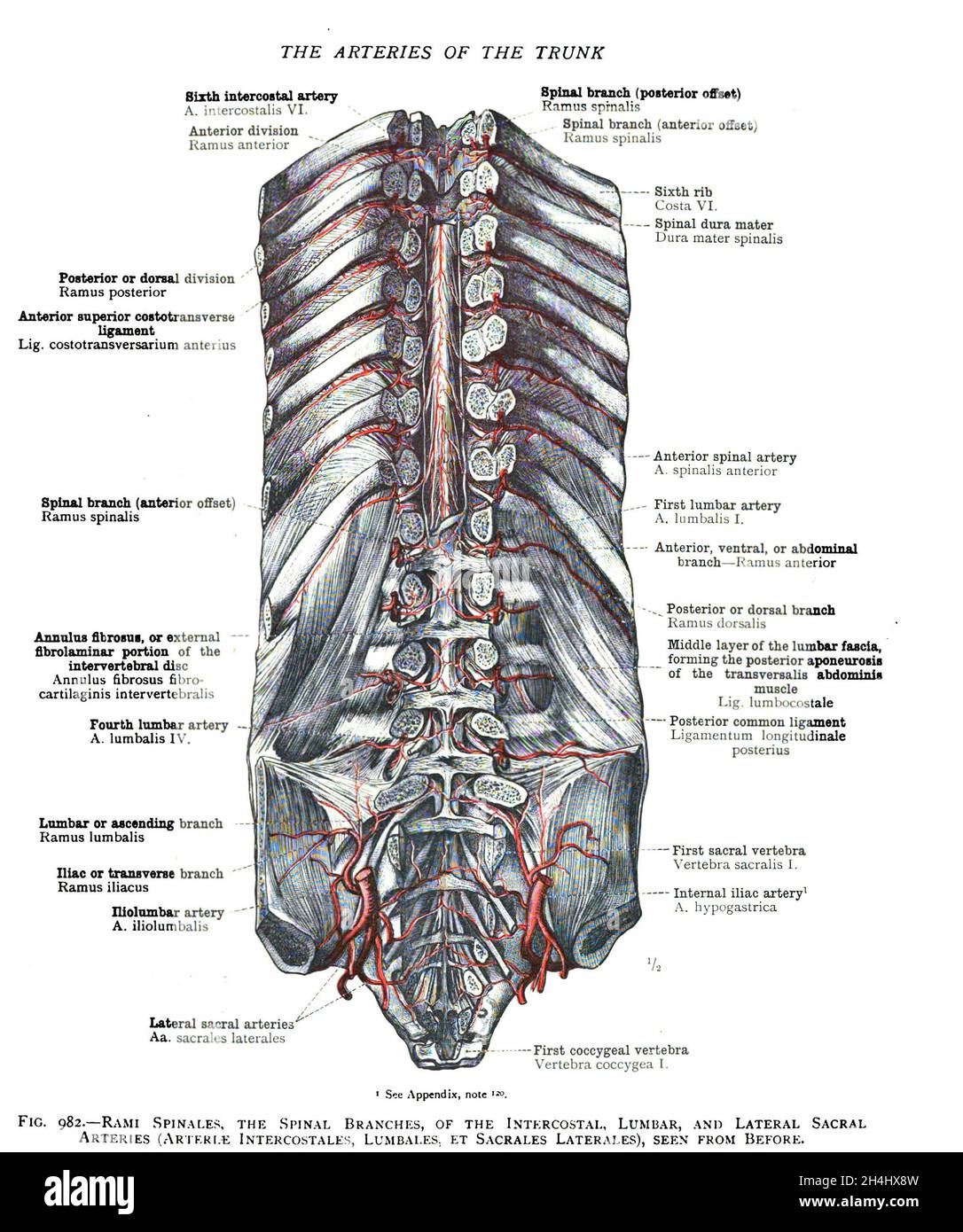 Illustrazione storica delle ossa spinali da un libro di anatomia del 19 ° secolo Foto Stock