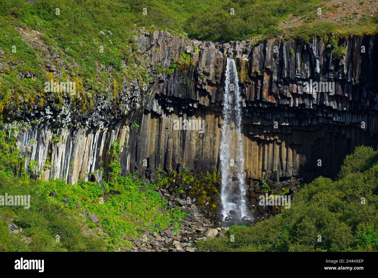 Islande, Skaftadell, orgues basaltiques et chutes d'eau de Svartifoss // Islanda, Skaftadell, cascata di Svartifoss Foto Stock