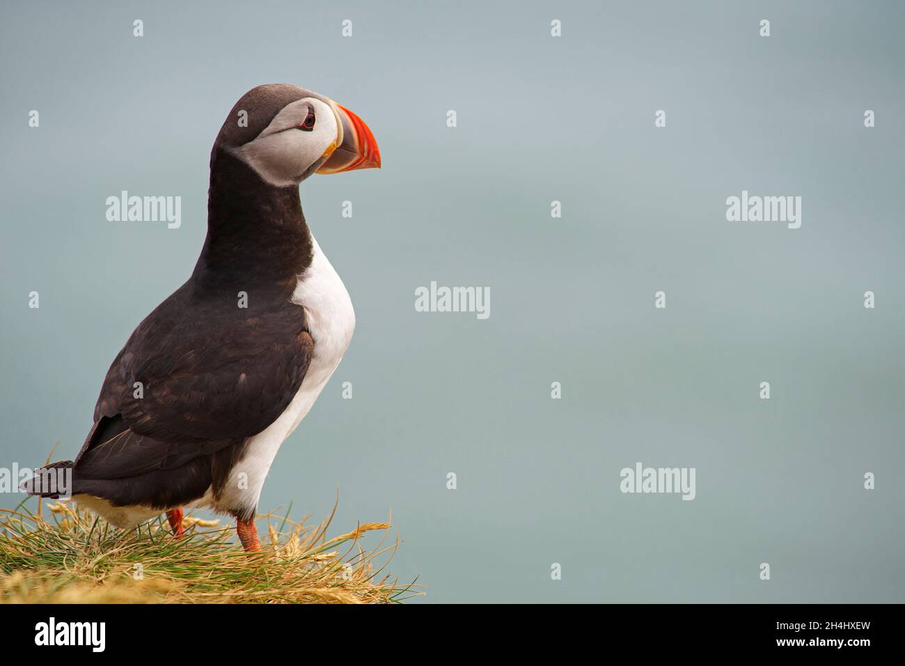 Islande, falaise de Vik, macareux moine (fratercola arctica) // Islanda, colonie di puffini nidificano nelle scogliere di Vick Foto Stock