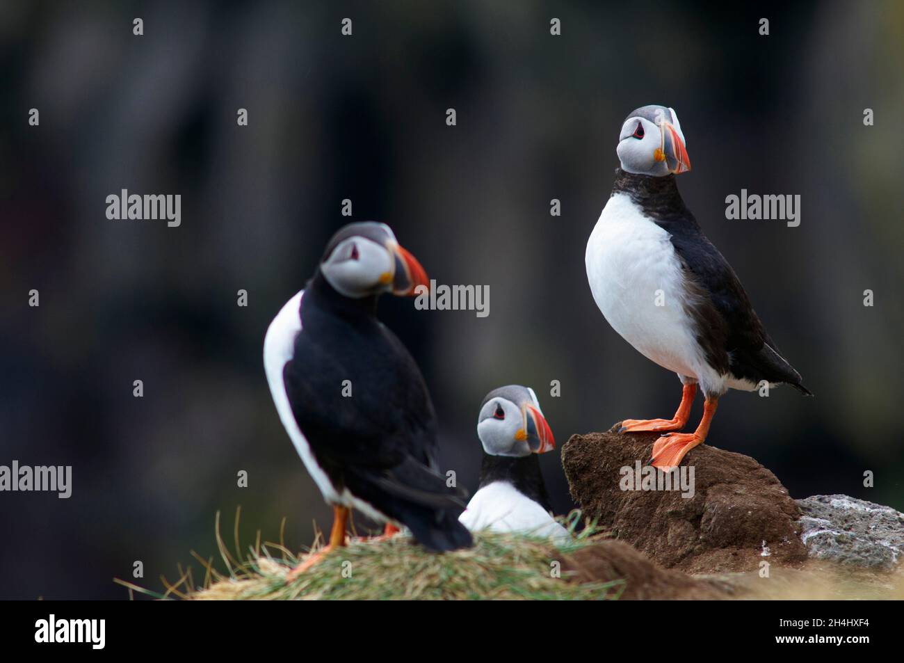 Islande, falaise de Vik, macareux moine (fratercola arctica) // Islanda, colonie di puffini nidificano nelle scogliere di Vick Foto Stock