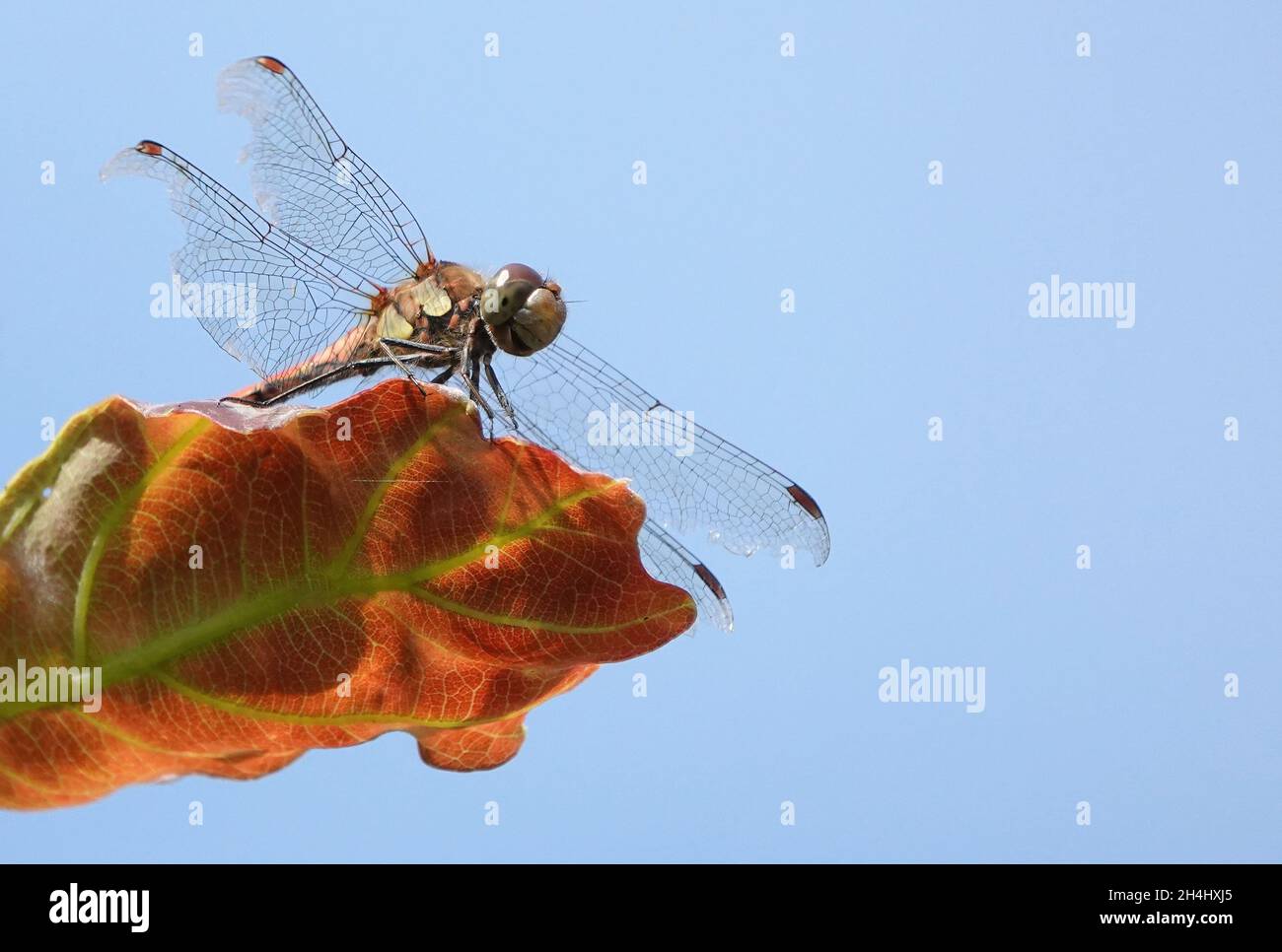 Closeup ad angolo basso di una libellula più scura comune in piedi su una foglia arancione in Essex sotto un cielo limpido Foto Stock