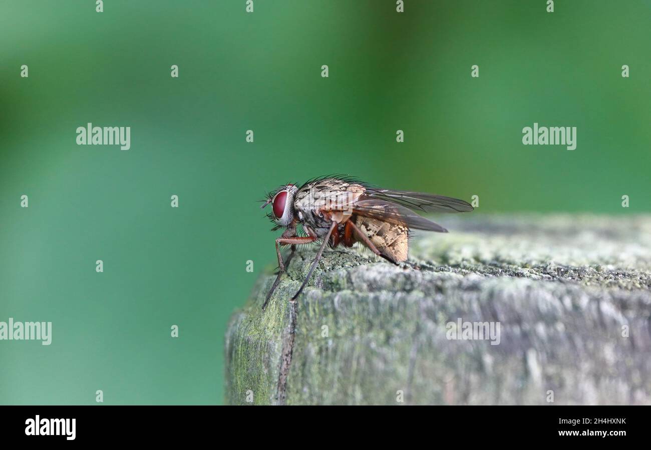 Primo piano di un moscido volare seduto su un log con un sfondo verde sfocato all'aperto in esse Foto Stock