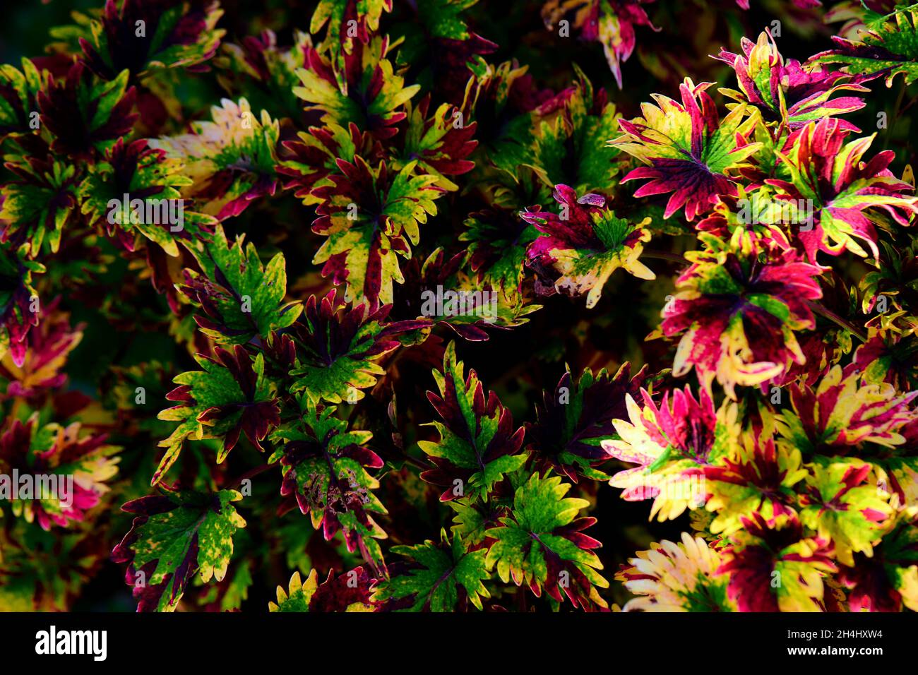 Il bellissimo Coleus multicolore lascia in giardino Foto Stock