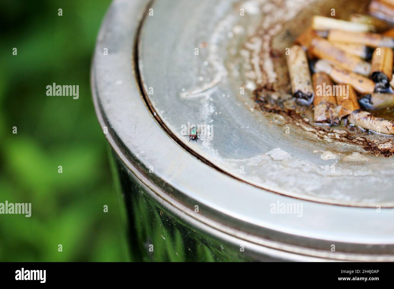 Viele Zigarettenstummel in einem grauen Standaschenbecher, draußen stehend, in den es hinein geregnet Hat. Foto Stock