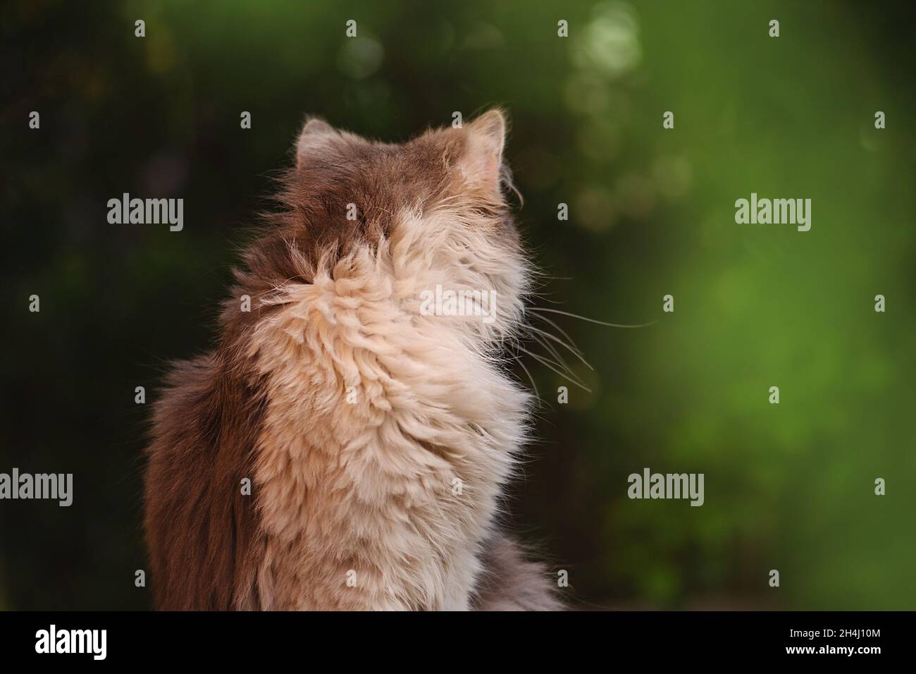 Gatto longhair britannico nel garden.beautiful bicolore grigio e bianco gatto. Gattino curioso guardando con occhi enormi. Foto Stock