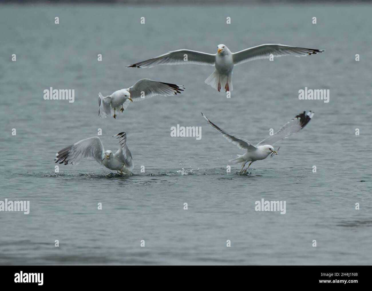 Gregge misto di gabbiani che nutrono di pesce bonanza, Hillswick, Shetland Foto Stock