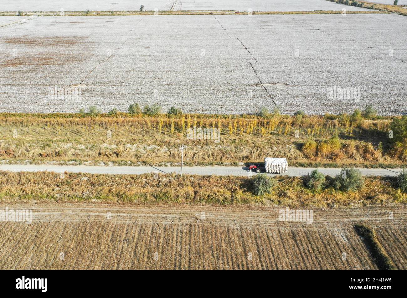 Yuli, la regione autonoma cinese di Xinjiang Uygur. 22 ottobre 2021. La foto aerea mostra Erkin Rehim che guida un trattore per trasportare il suo cotone nella contea di Yuli, regione autonoma di Xinjiang Uygur della Cina nord-occidentale, 22 ottobre 2021. Erkin Rehimc ha iniziato a coltivare cotone nel 2004 e ha beneficiato della meccanizzazione agricola dal 2017. Il coltivatore di cotone, 49, utilizza raccoglitori di cotone per raccogliere le sue 550 mu (circa 90.6 acri) di campi di cotone in 24 ore. Credit: Zhao GE/Xinhua/Alamy Live News Foto Stock