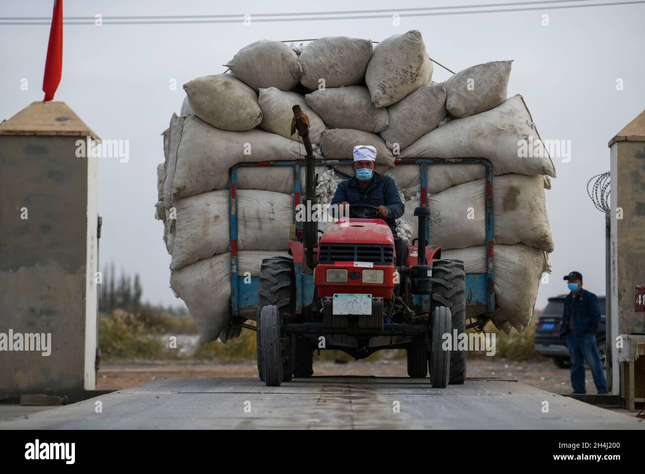 Yuli, la regione autonoma cinese di Xinjiang Uygur. 22 ottobre 2021. Erkin Rehim guida un trattore per vendere il suo cotone ad una fabbrica nella contea di Yuli, regione autonoma Xinjiang Uygur della Cina nord-occidentale, 22 ottobre 2021. Erkin Rehimc ha iniziato a coltivare cotone nel 2004 e ha beneficiato della meccanizzazione agricola dal 2017. Il coltivatore di cotone, 49, utilizza raccoglitori di cotone per raccogliere le sue 550 mu (circa 90.6 acri) di campi di cotone in 24 ore. Credit: Zhao GE/Xinhua/Alamy Live News Foto Stock