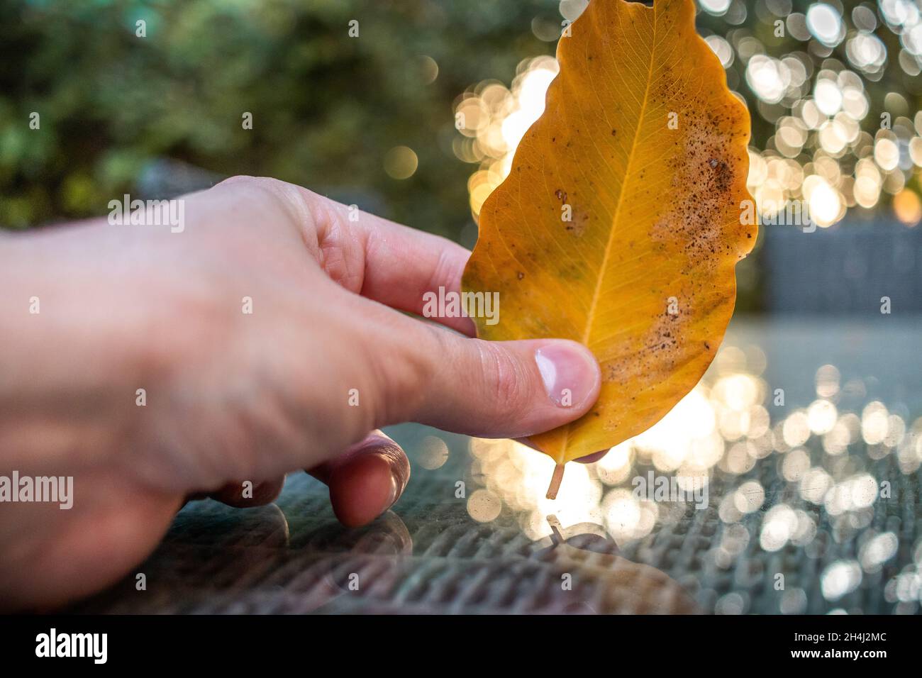 Mano che tiene la foglia d'oro nel cortile in Israele Foto Stock