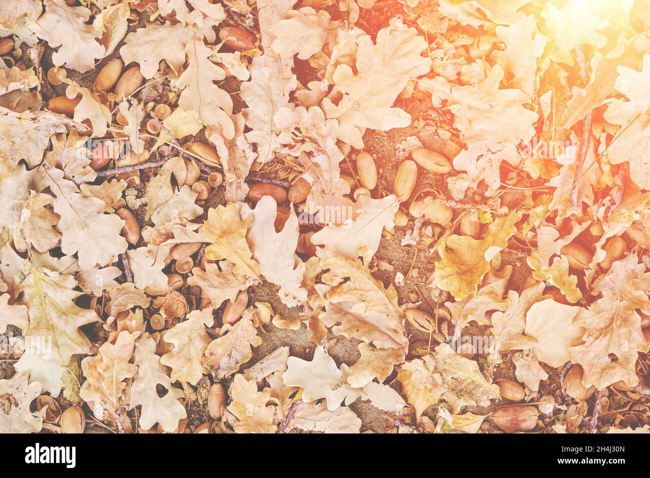 Caduta foglie di quercia autunno, in una giornata calda, luce del sole brillante Foto Stock