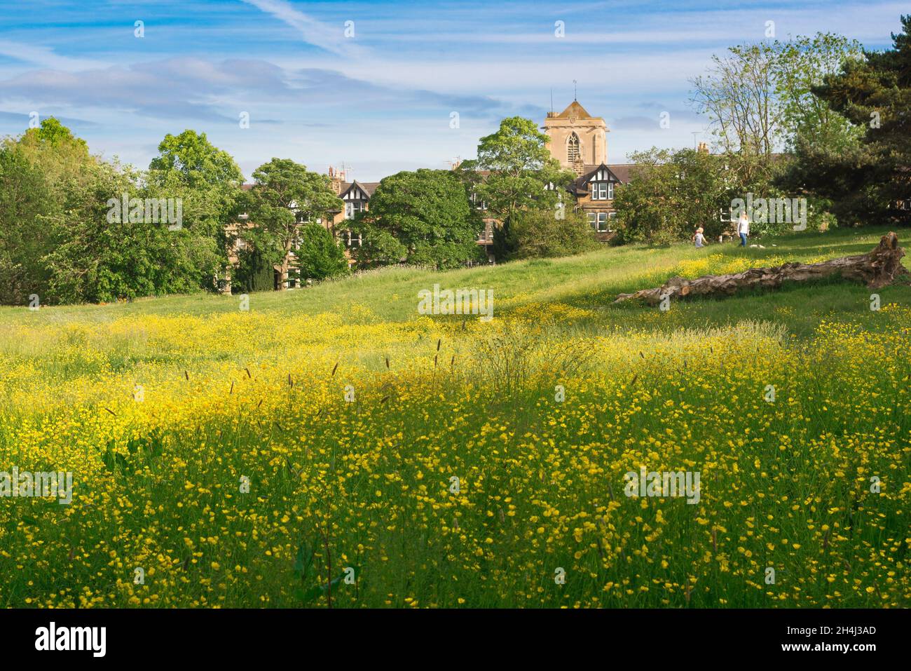 Prato di fiori selvatici, vista in estate del prato di fiori selvatici nei giardini Valley, Harrogate, North Yorkshire, Inghilterra, Regno Unito Foto Stock