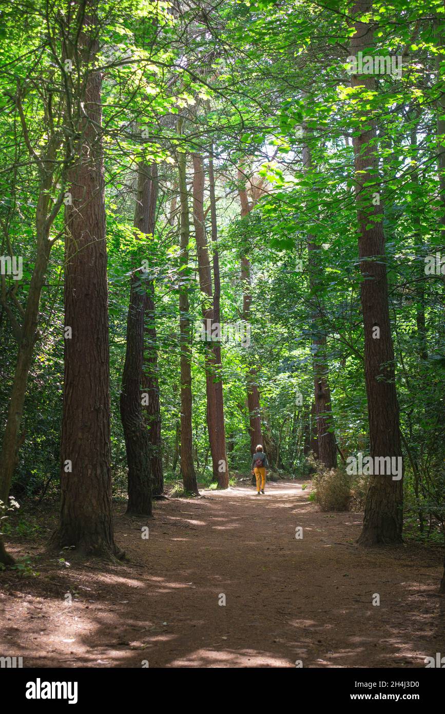 Donna sola, vista posteriore di una donna matura che cammina in una foresta in una giornata estiva, Valley Gardens, Harrogate, North Yorkshire, Inghilterra, Regno Unito Foto Stock