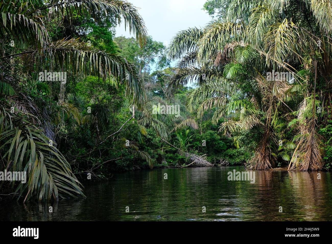 Costa Rica Tortuguero Parco Nazionale - Parque Nacional Tortuguero - rete di canali sustems Foto Stock