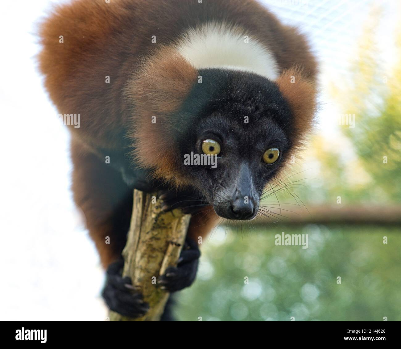 Scimmia lemur su un ramo che guarda lo spettatore, guarda ed è interessato. Foto Stock