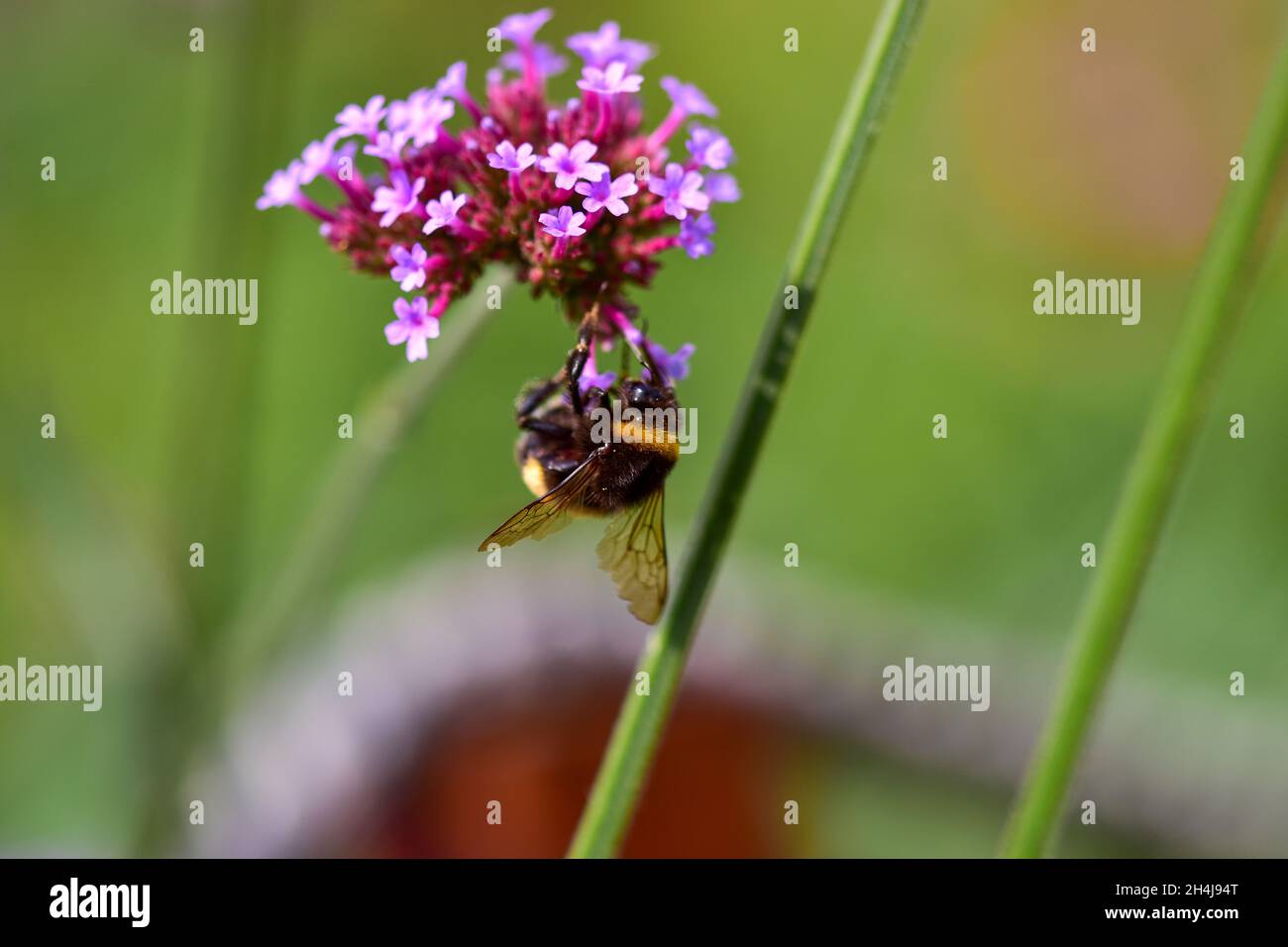 Primo piano di un bumblebee su un fiore vervain superiore viola nel giardino botanico di Iasi, Romania Foto Stock