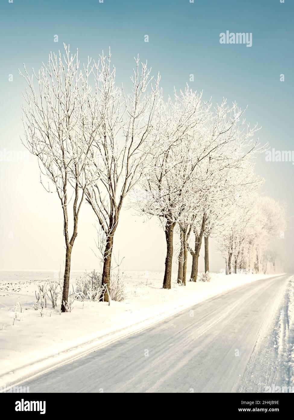 Strada attraverso campi innevati con alberi innevati nella Germania settentrionale Foto Stock