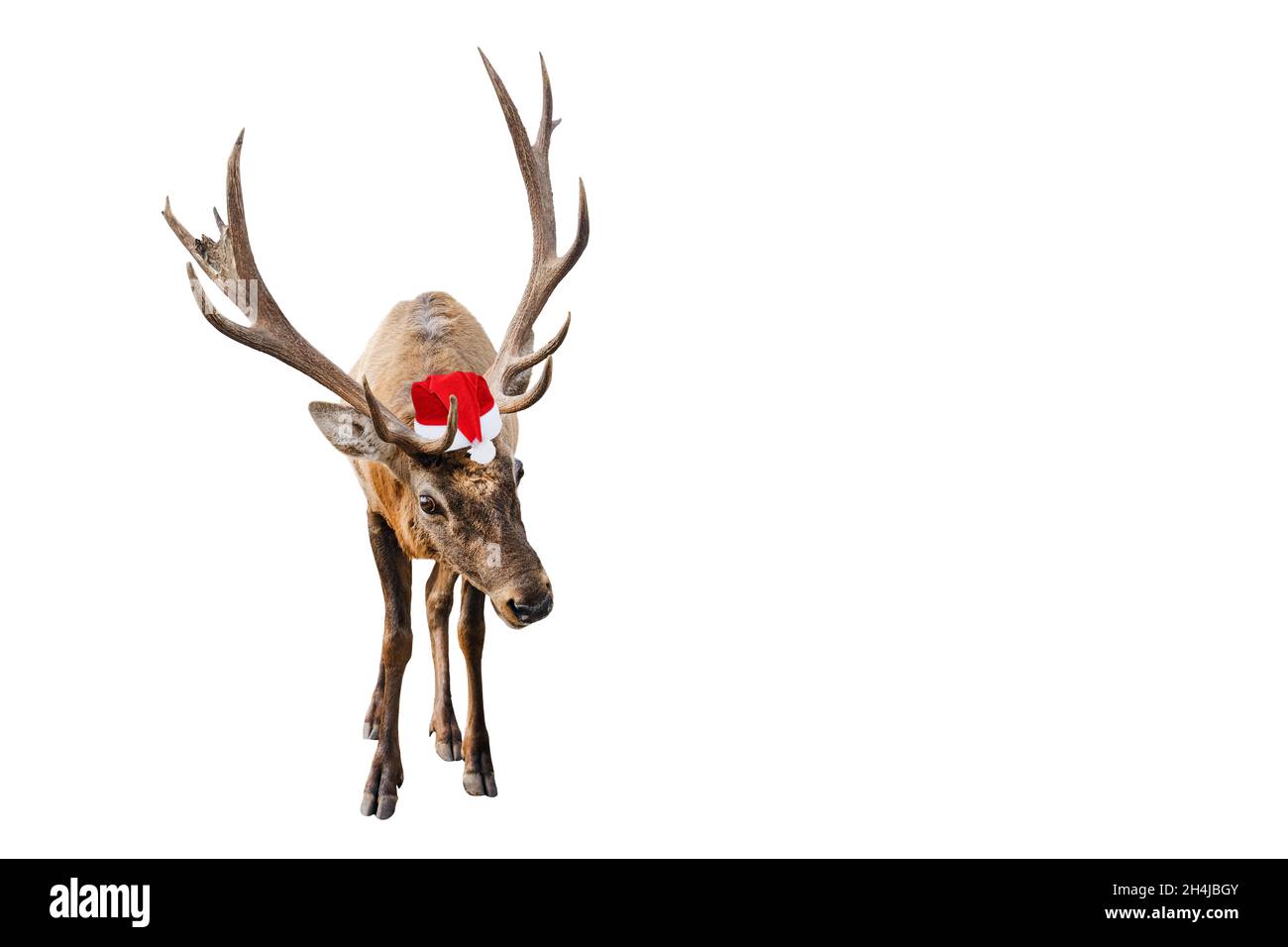 Divertente cervo rosso con corna enormi a Natale o Santa cappello isolato su sfondo bianco. Il cervo è il nuovo simbolo dell'anno. Banner con spazio di copia Foto Stock
