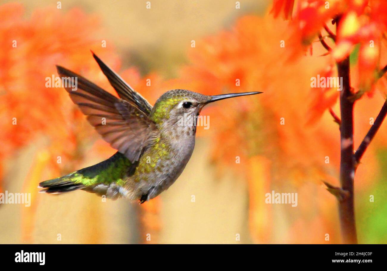Flying hummingbird Foto Stock