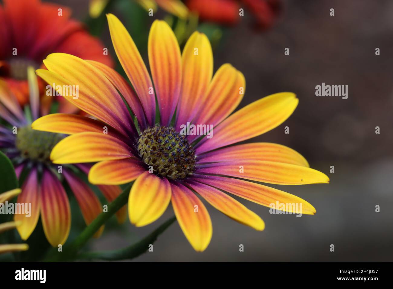 vista laterale di un bellissimo fiore tricolore di osteosperma su uno sfondo scuro sfocato, primo piano Foto Stock