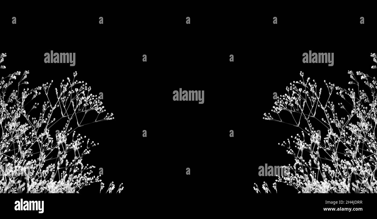 Ramoscello con fiori di Gipsofila. Gypsophila isolato su sfondo nero. Piccoli fiori bianchi su sfondo nero. Bordo della cornice bianco e nero con c Foto Stock