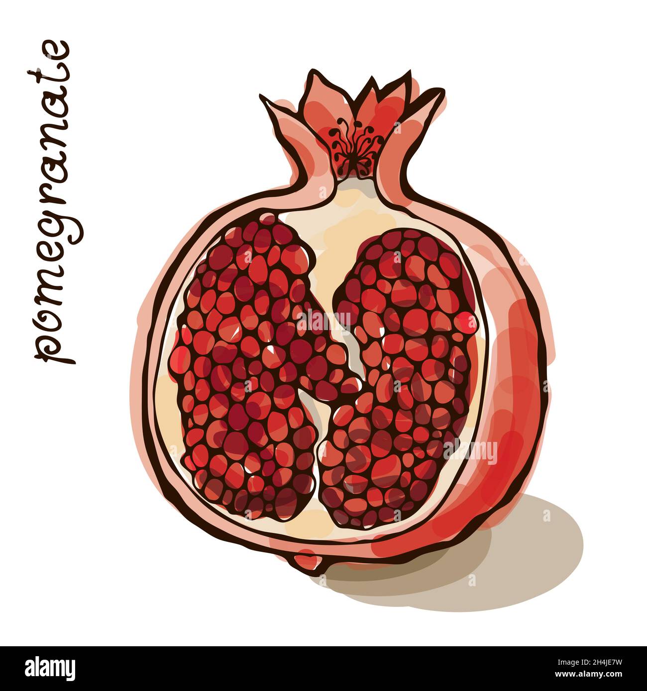 Illustrazione vettoriale del melograno disegnato a mano isolato su sfondo bianco Illustrazione Vettoriale