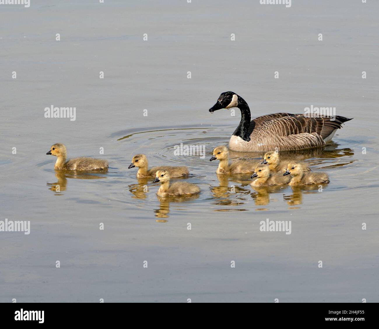 Canadian Oca con bambini gosling nuotare e mostrare le loro ali, testa, collo, becco, piumaggio nel loro ambiente e habitat e godendo il suo da Foto Stock