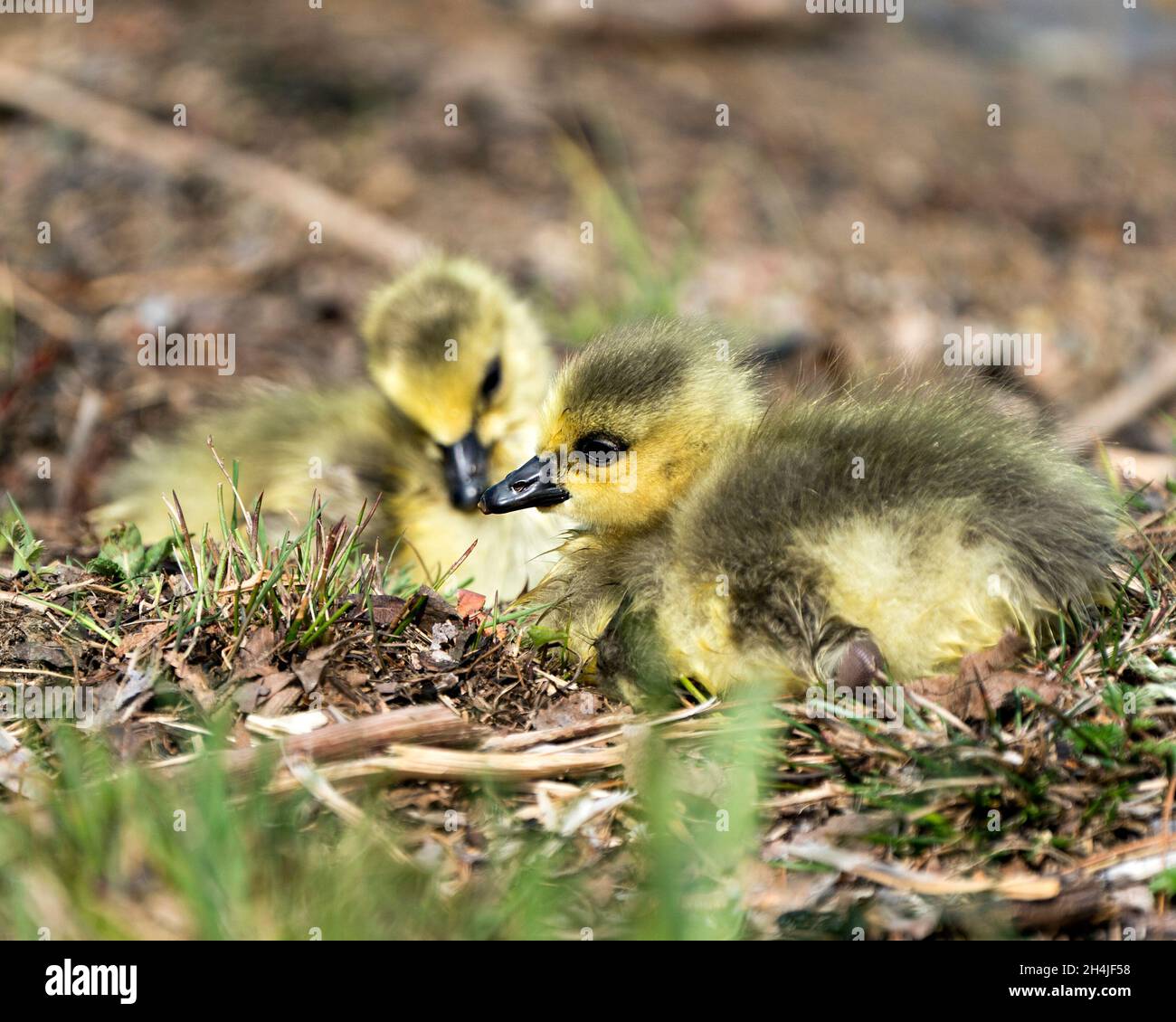 Bambini canadesi gosling primo piano profilo vista poggiare su erba nel loro ambiente e habitat. Immagine dell'oca del Canada. Immagine. Verticale. Foto. Foto Stock