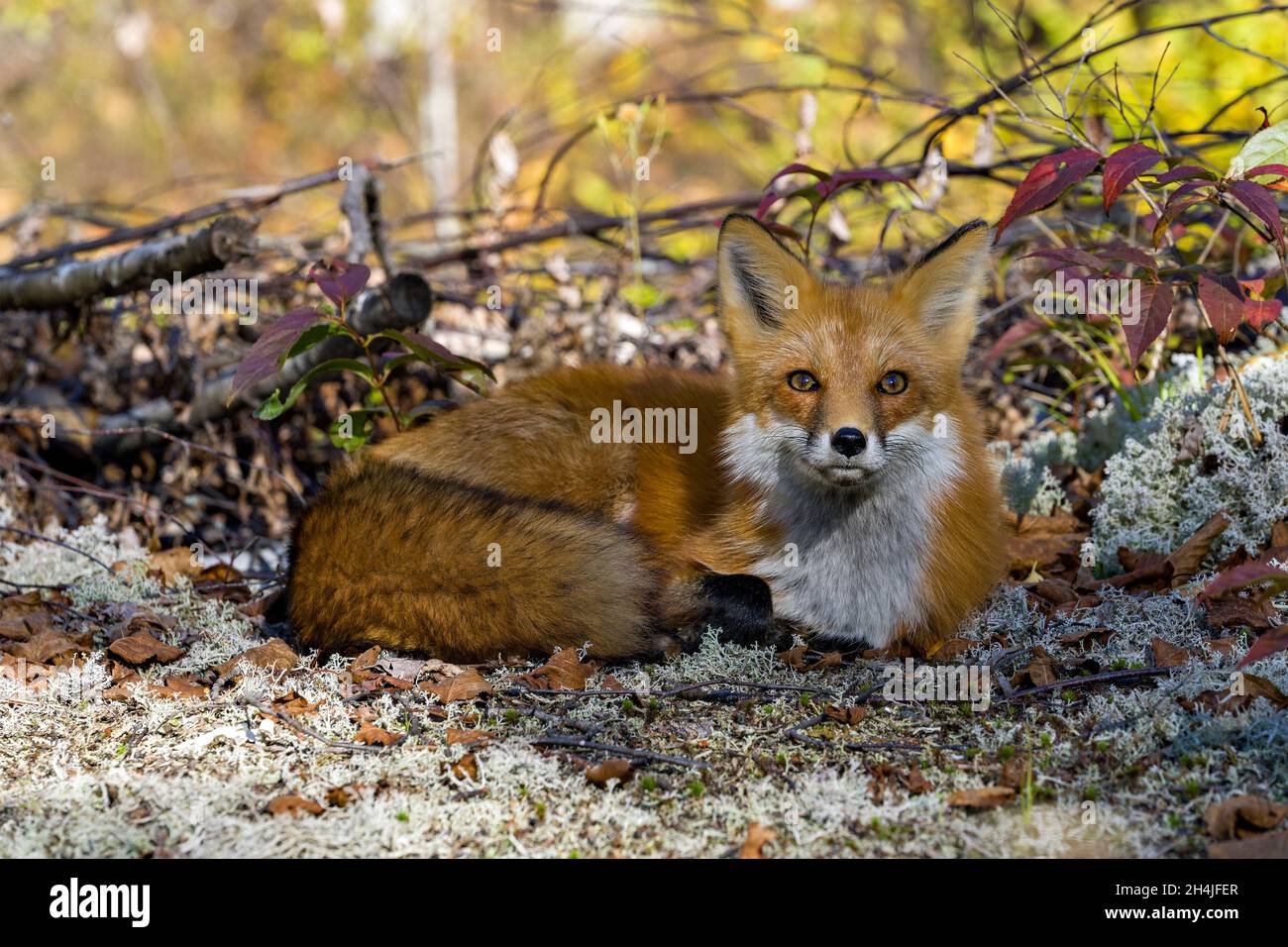 Volpe rossa appoggiata su muschio bianco con uno sfondo sfocato della foresta e guardando la fotocamera e mostrando folgore coda di volpe nel suo ambiente e dintorni. Foto Stock
