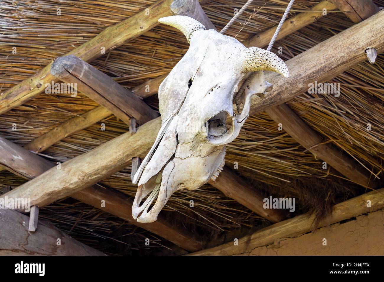 cranio animale - cranio di vacca con corna, appeso su una trave di legno, vista ravvicinata Foto Stock