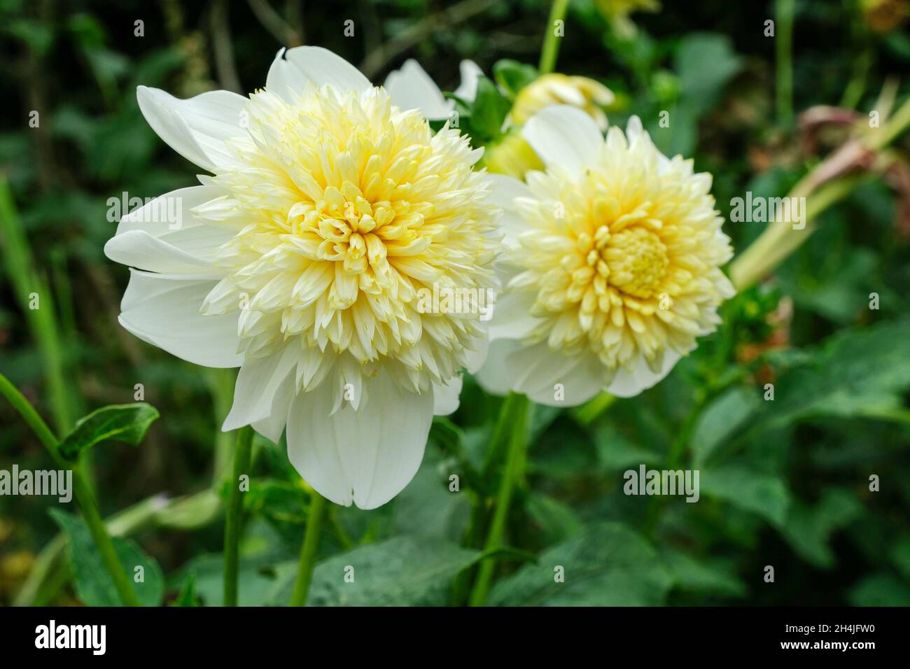 Dahlia "Platinum Blonde". Tipo anemone dahlia. Giallo pallido/fiore biancastro Foto Stock