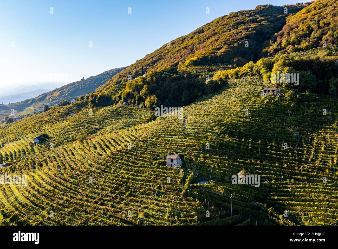 Valdobbiadene, colline e vigneti lungo la strada del Prosecco. Italia Foto Stock