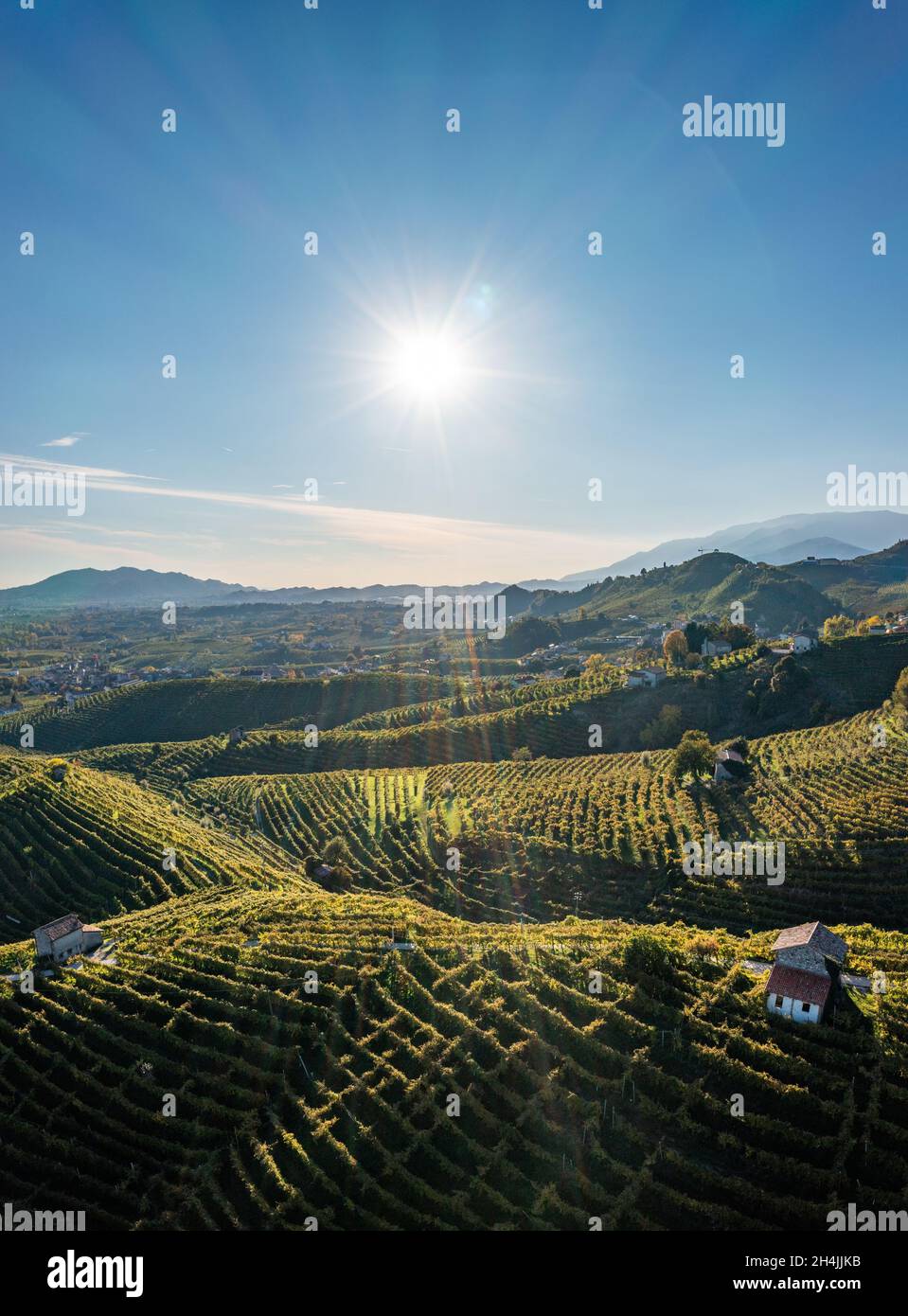 Valdobbiadene, colline e vigneti lungo la strada del Prosecco. Italia Foto Stock