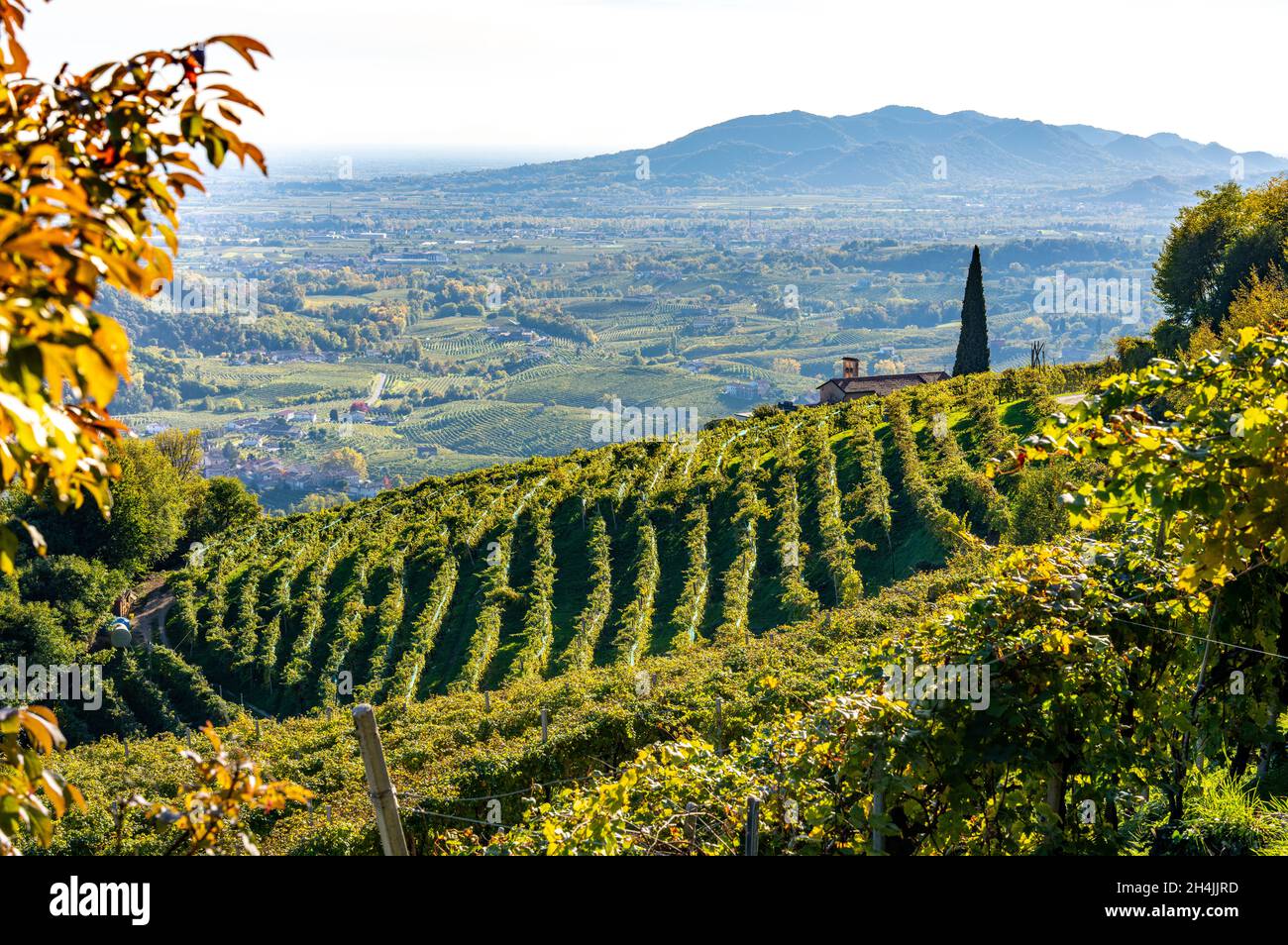 Valdobbiadene, colline e vigneti lungo la strada del Prosecco. Italia Foto Stock