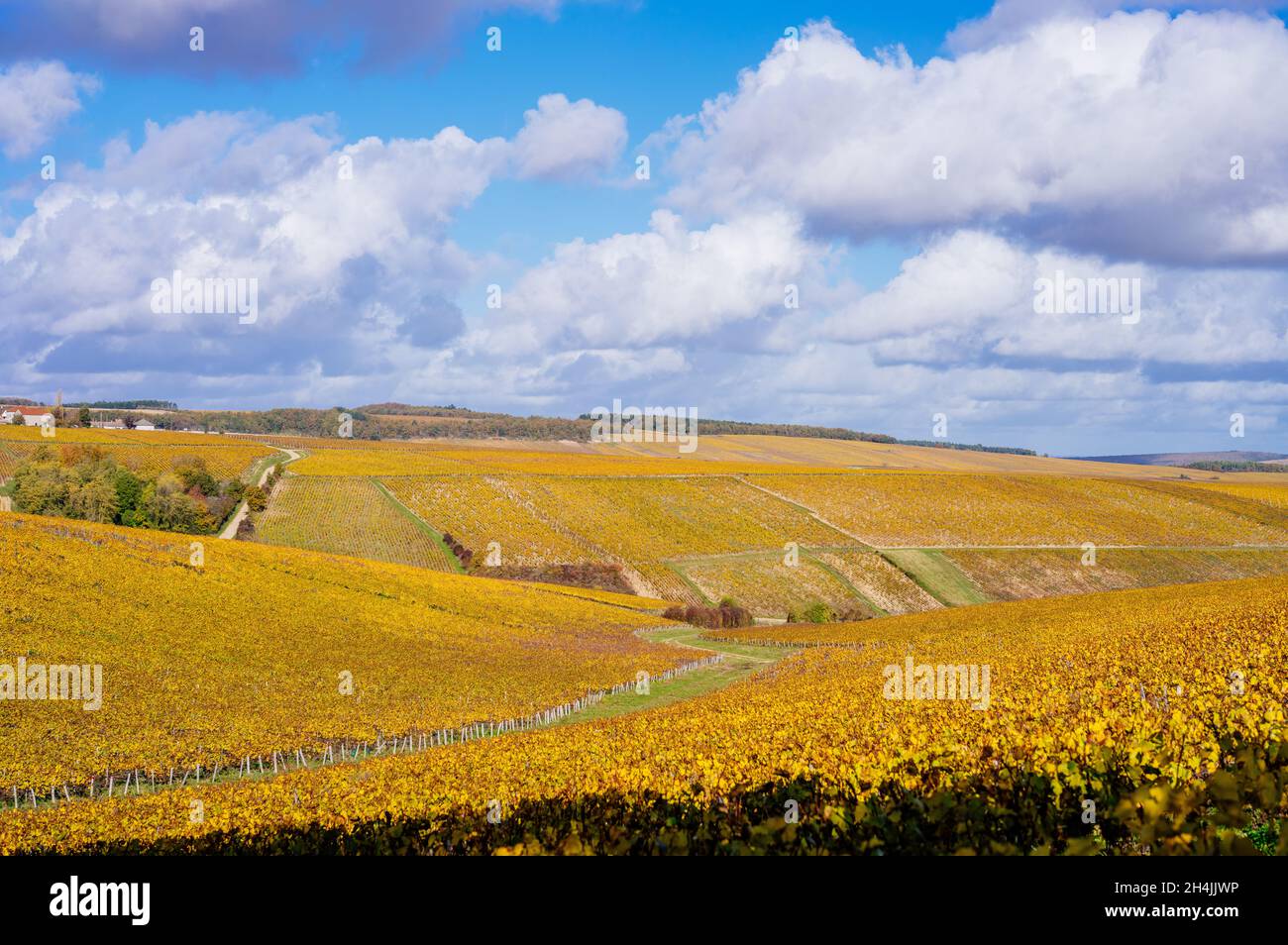 Borgogna, vigneti e paesaggio in autunno. Foto Stock