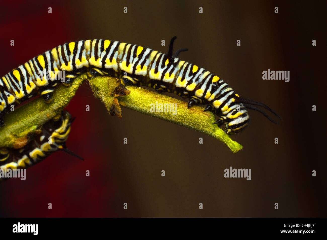 Primo piano foto di Plain Tiger Butterfly caterpillar. Danaus chrysippus. Java, Indonesia Foto Stock