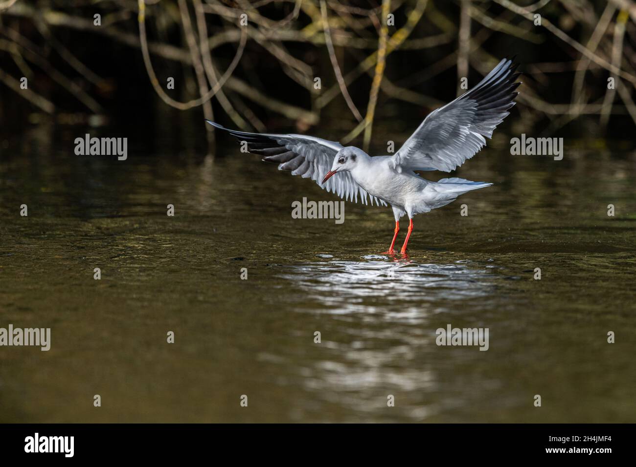 Un gabbiano a testa nera in inverno crollage le sue ali prima di decollare da un lago alla riserva naturale di Sevenoaks nel Kent. Foto Stock