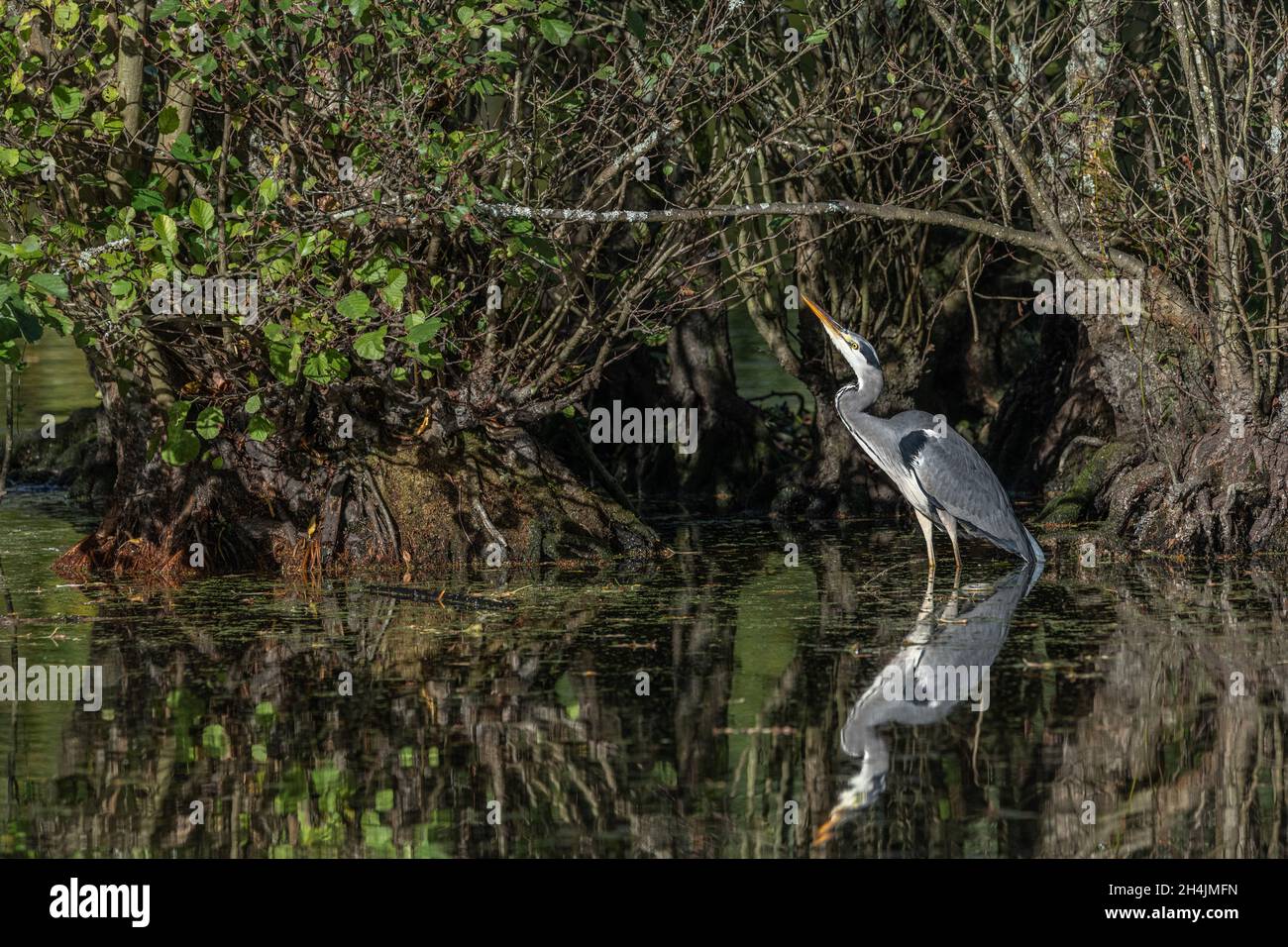 Un airone grigio, riflesso in acque poco profonde, guarda su una libellula più scura comune poggiando sui rami di un albero in un lago nel Kent Foto Stock