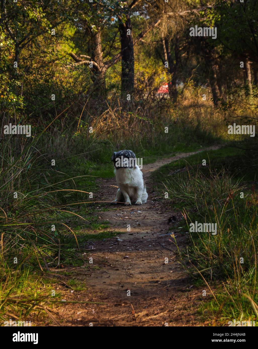 Felice cane che posa al parco Foto Stock