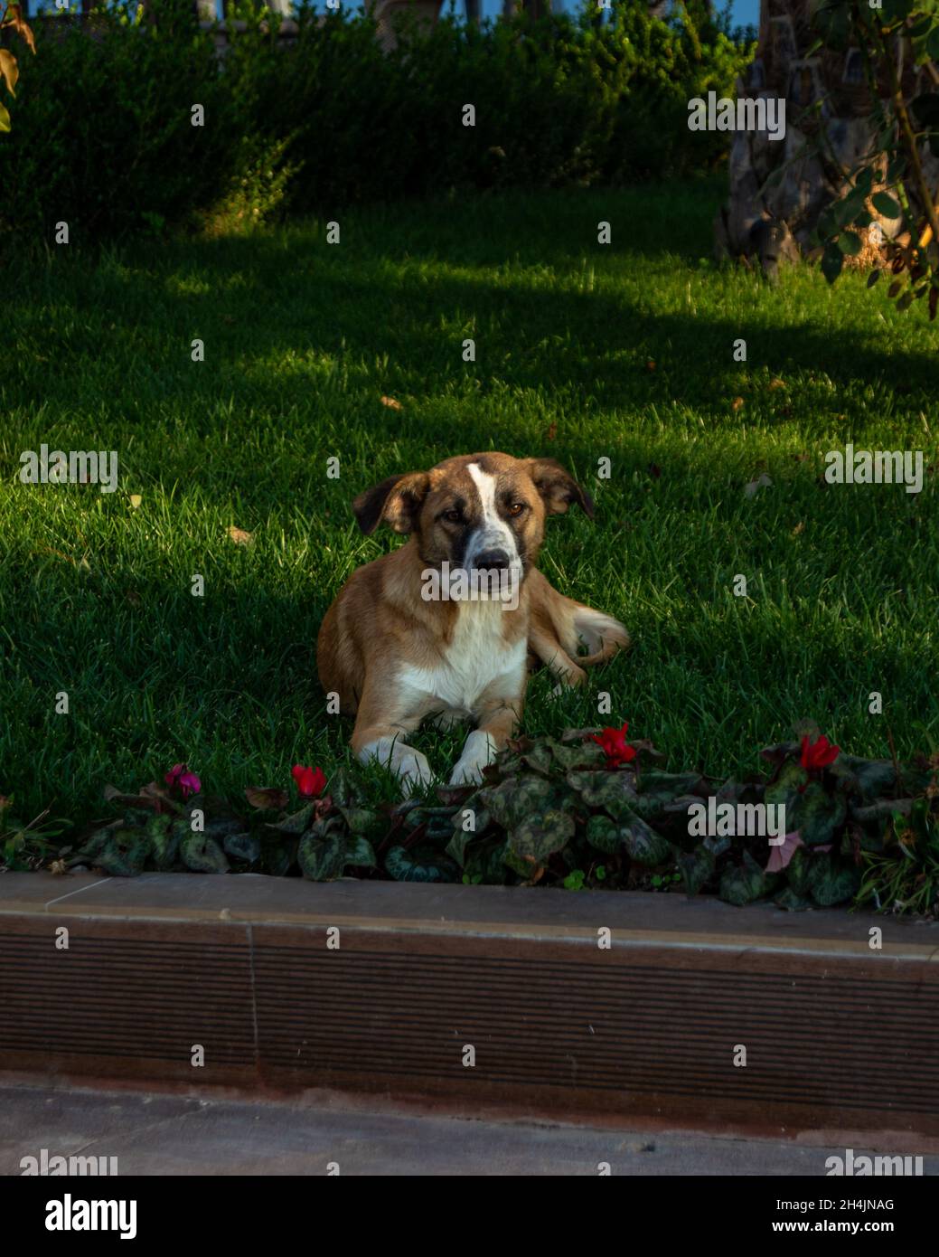 Felice cane che posa al parco Foto Stock