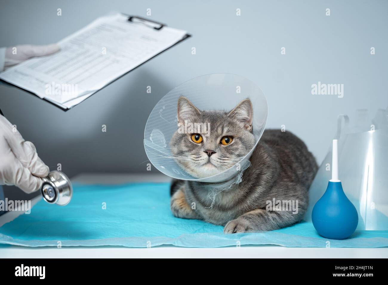 Primo piano di gatto con un colletto veterinario elisabettiano sul tavolo di esame veterinario. Medico donna in uniforme medica con guanti bianchi esamina gatto Foto Stock