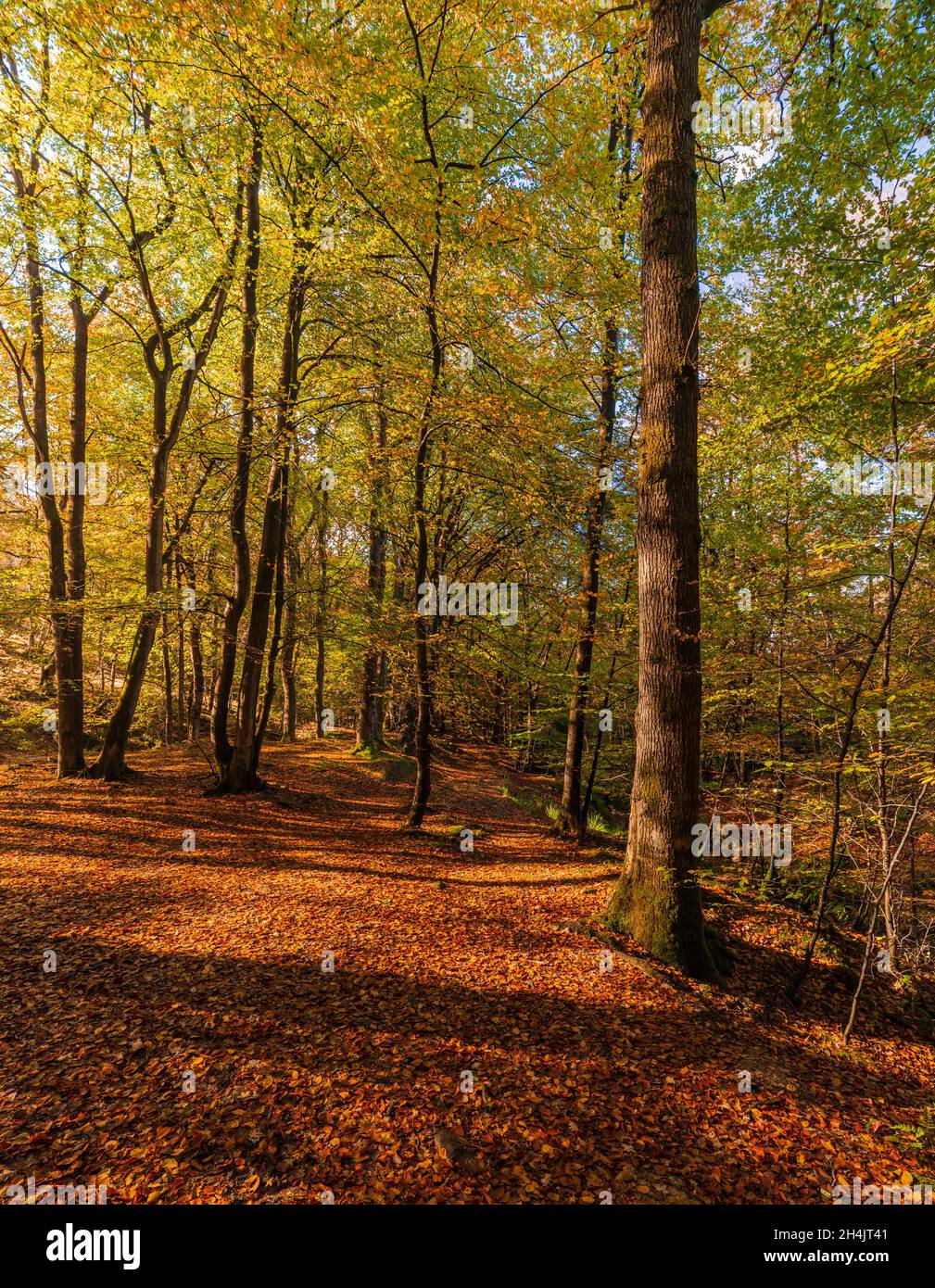 Ashdown Forest in autunno, East Sussex, Inghilterra, Regno Unito. Foto Stock