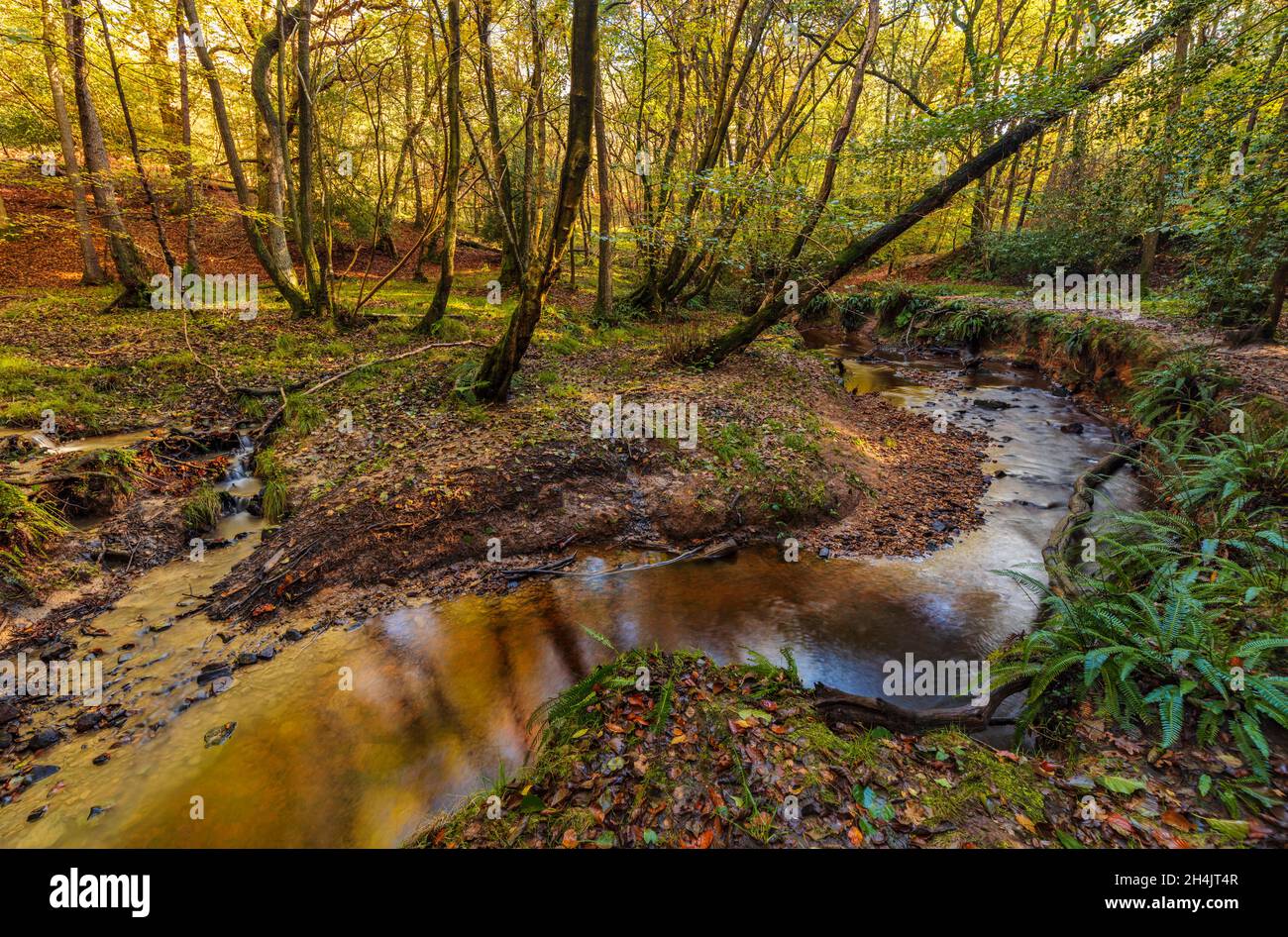 Ashdown Forest in autunno, East Sussex, Inghilterra, Regno Unito. Foto Stock