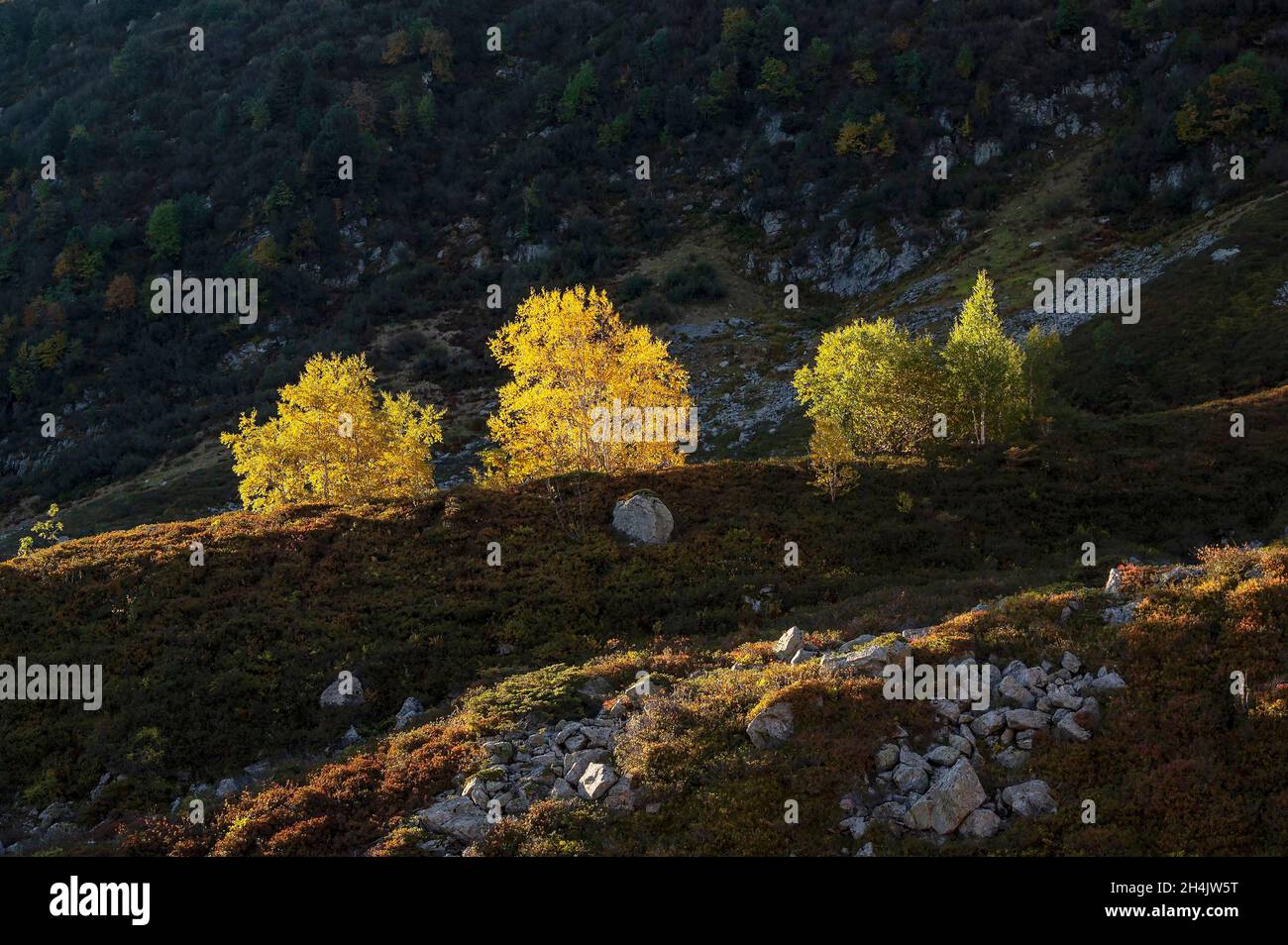 Francia, Isere, massiccio di Belledonne, trekking, attraversamento pedonale del massiccio, GR 738, alba su uccelli con foglie d'autunno gialle nel combe de Claran Foto Stock