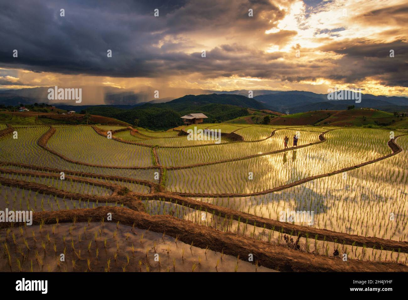 Vista distante di due agricoltori che camminano in terrazze di riso allagate, Ban Papongpieng, Chiang mai, Thailandia Foto Stock