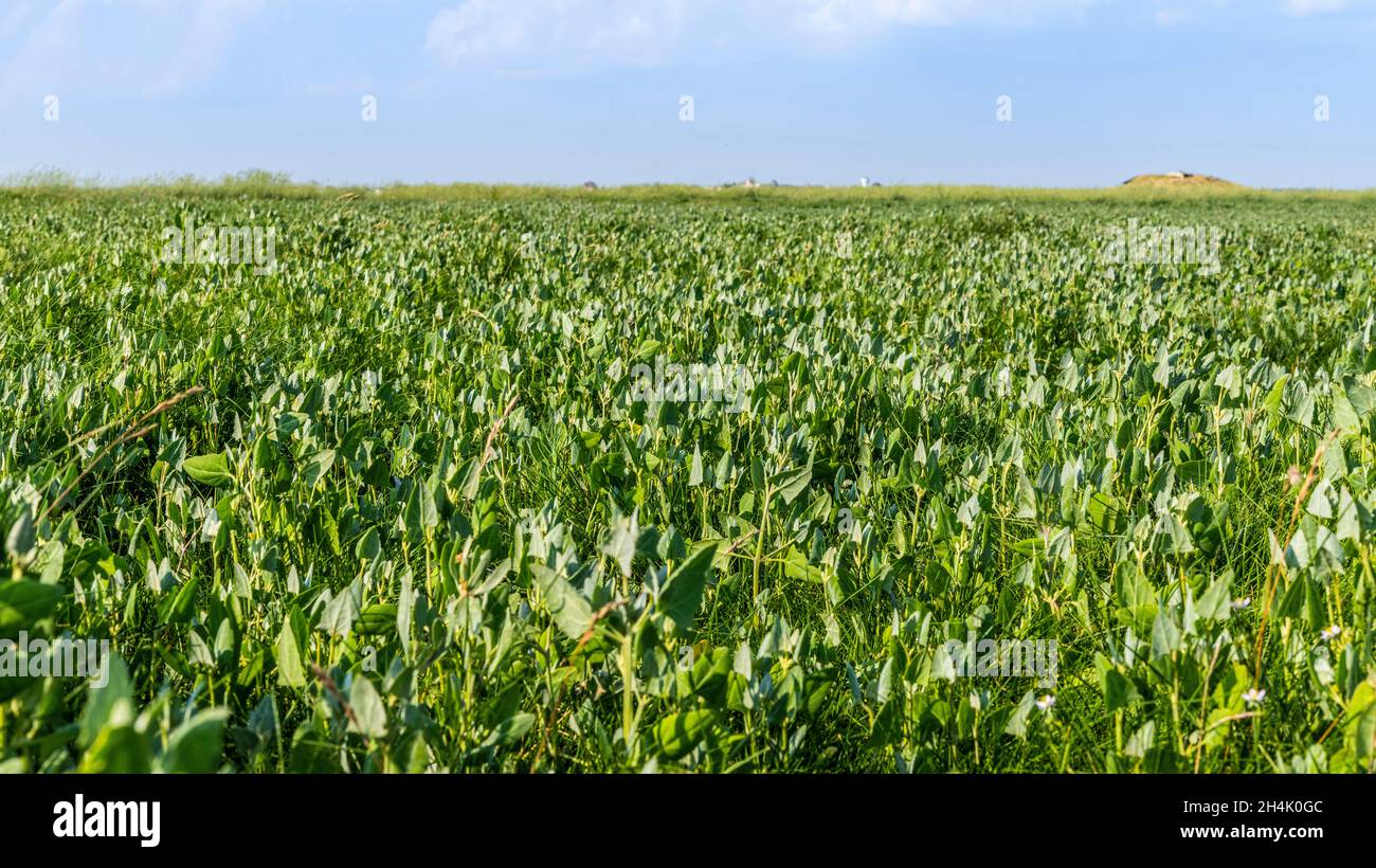 Francia, Somme, Baia della Somme, Saint-Valery-sur-Somme, Cap Hornu, Atriplex prostrata Foto Stock