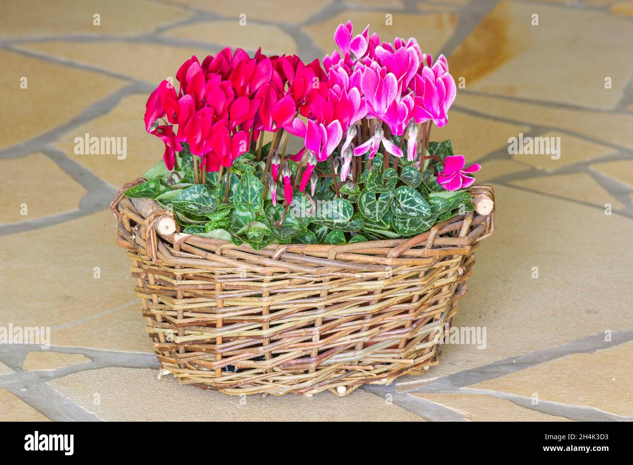 Cyclamen persicum in un cestello Foto Stock