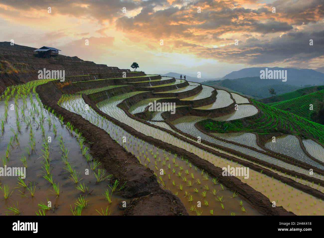 Due agricoltori che lavorano in campi di riso terrazzati allagati al tramonto, Ban Papongpieng , Chiang mai, Thailandia Foto Stock