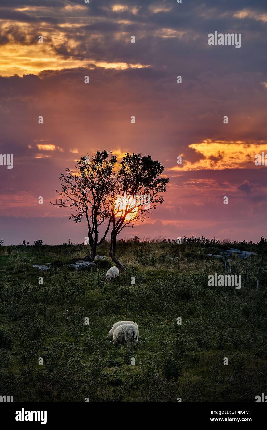 Tramonto dietro un albero con pecore al pascolo, Vigra, Norvegia Foto Stock